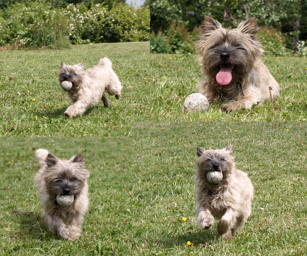 Ronia på Hundeområdet i fuld firspring efter bolden