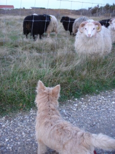 Ronia er nogenlunde ligeså vild med får som Bettina er med lammekød. Altså ikke ret vild.