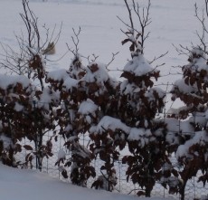 Sne-Ronia udenfor hegnet igen