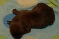 Hvalp nr. 3 - 2 dage gammel