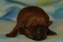 Hvalp nr. 3 - 2 dage gammel