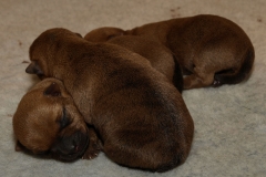 Hvalpeklynge - 3 dage gamle