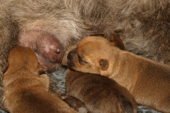 Der er ikke så meget kamp om mælken med kun tre hvalpe - 6 dage gamle