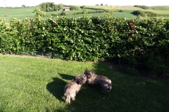 Ronia og Dittie i haven