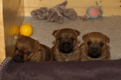 Tre små hvalpe i kassen - 3½ uge gamle