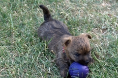 Hvalp nr. 3, søndag aften - næsten 5 uger gammel