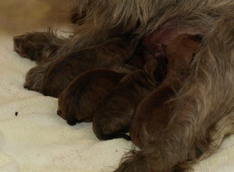 Alle fire hvalpe har fundet vej til Ronias mælkebar