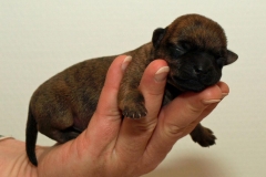 Hvalp nr. 2 6/6 om aftenen