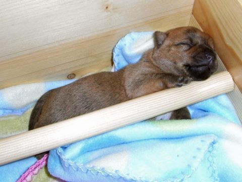 Hvalp nr. 1 sover middagssøvn 10/6