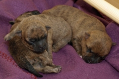 Hvalpeklynge 8/6 med nr. 2 ovenpå tæven og nr. 4 i baggrunden