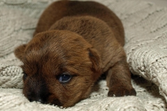 18/6: Nu har de fået øjne, her Hvalp nr. 1