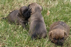 Kuldet på deres første udendørs tur d. 26/6