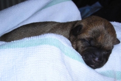 Ronias hvalp nr. 1 fra første kuld