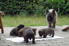 Hvalpene får en portion på terrassen - 4 uger gamle