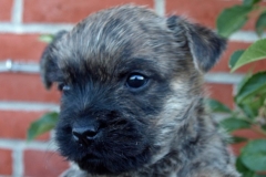 Portrætbilleder fra hvalpenes 5. uge