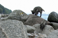 Ronia og Dittie på stranden ved Moesgaard