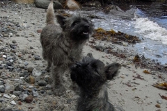 Ronia og Dittie på stranden ved Moesgaard