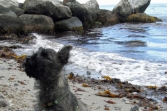 Dittie på stranden ved Moesgaard