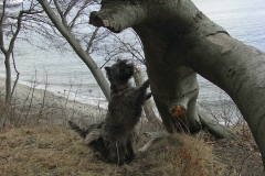 Ronia og Dittie i skoven og på stranden ved Moesgaard