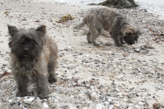 Ronia og Dittie i skoven og på stranden ved Moesgaard