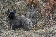 Ronia og Dittie i skoven og på stranden ved Moesgaard